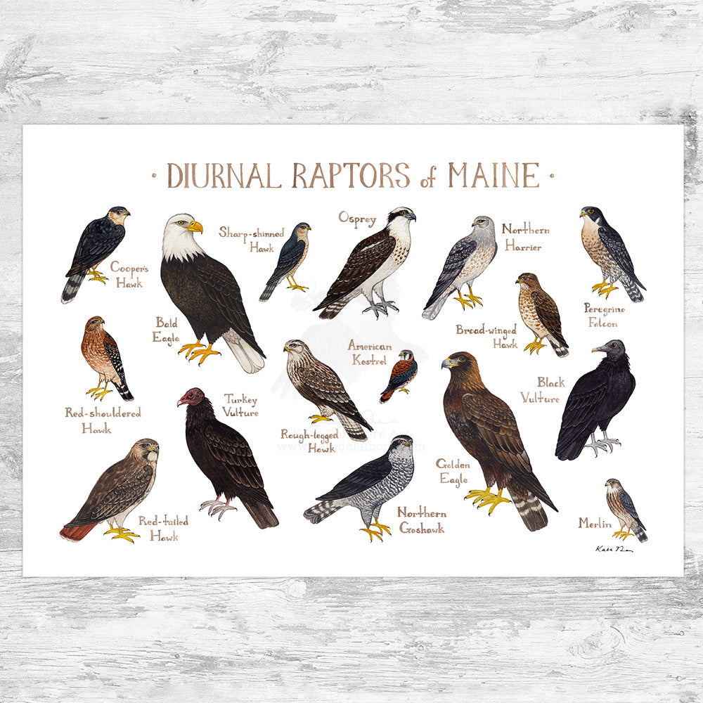 Wholesale Raptors Field Guide Art Print: Maine