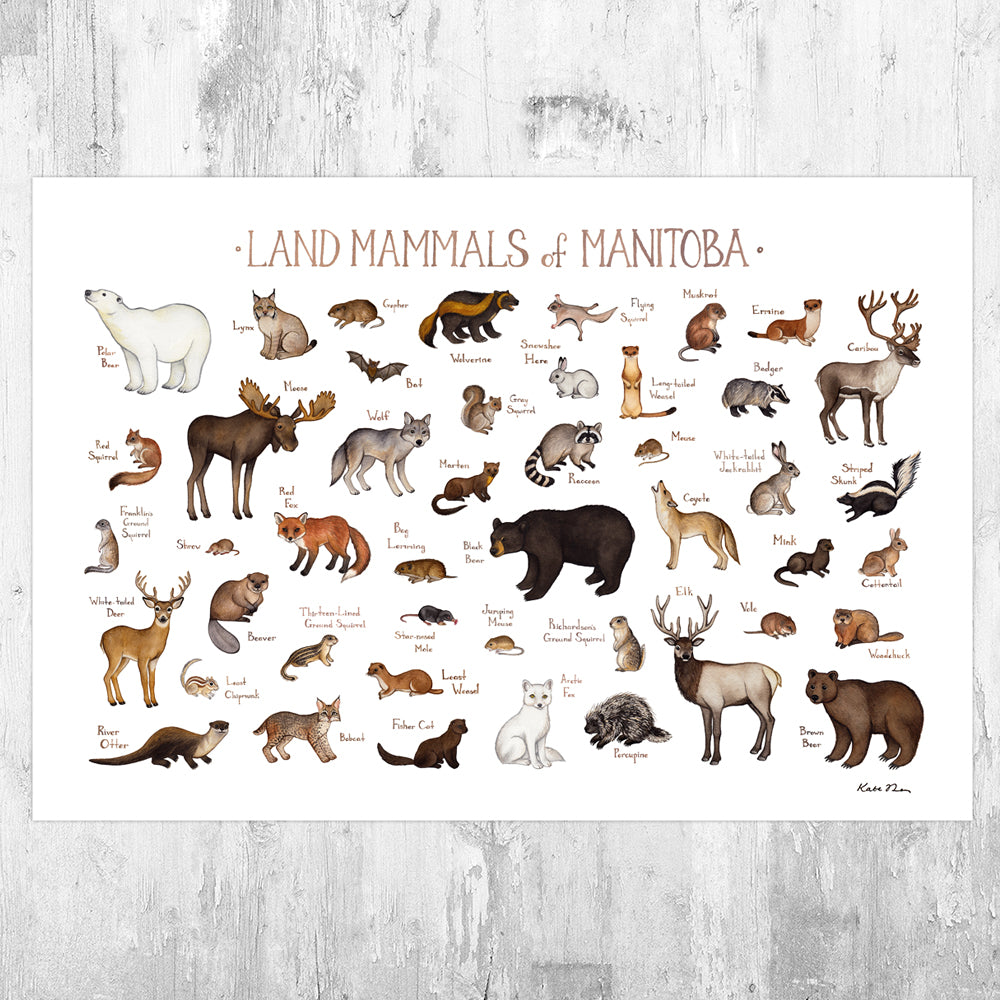 Wholesale Mammals Field Guide Art Print: Manitoba