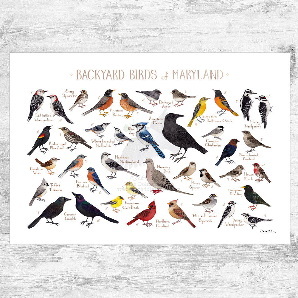 Wholesale Backyard Birds Field Guide Art Print: Maryland