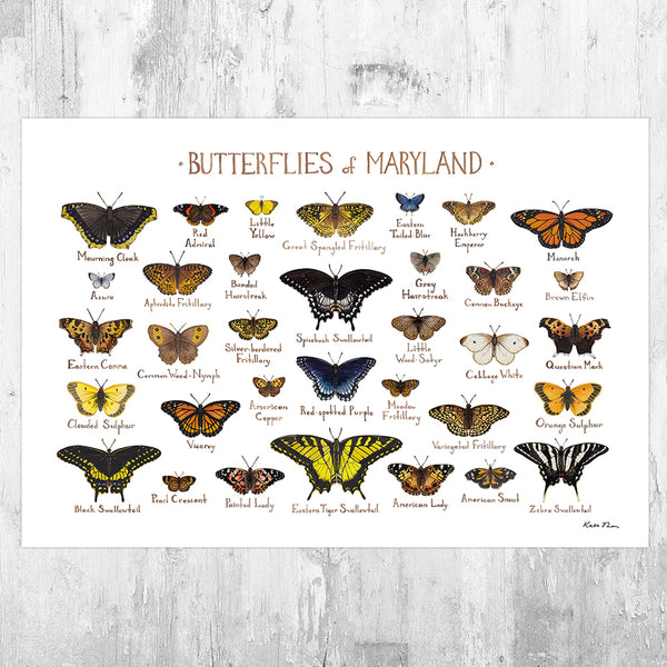 Wholesale Butterflies Field Guide Art Print: Maryland