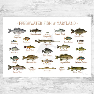 Wholesale Freshwater Fish Field Guide Art Print: Maryland