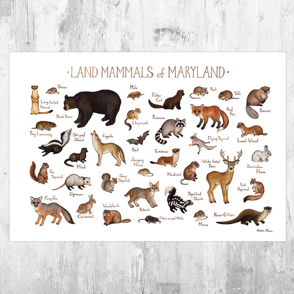Wholesale Mammals Field Guide Art Print: Maryland