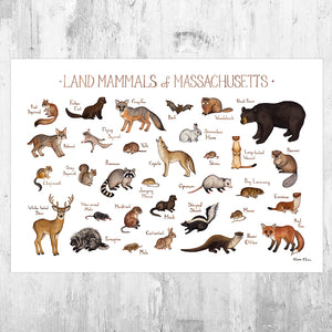 Wholesale Mammals Field Guide Art Print: Massachusetts