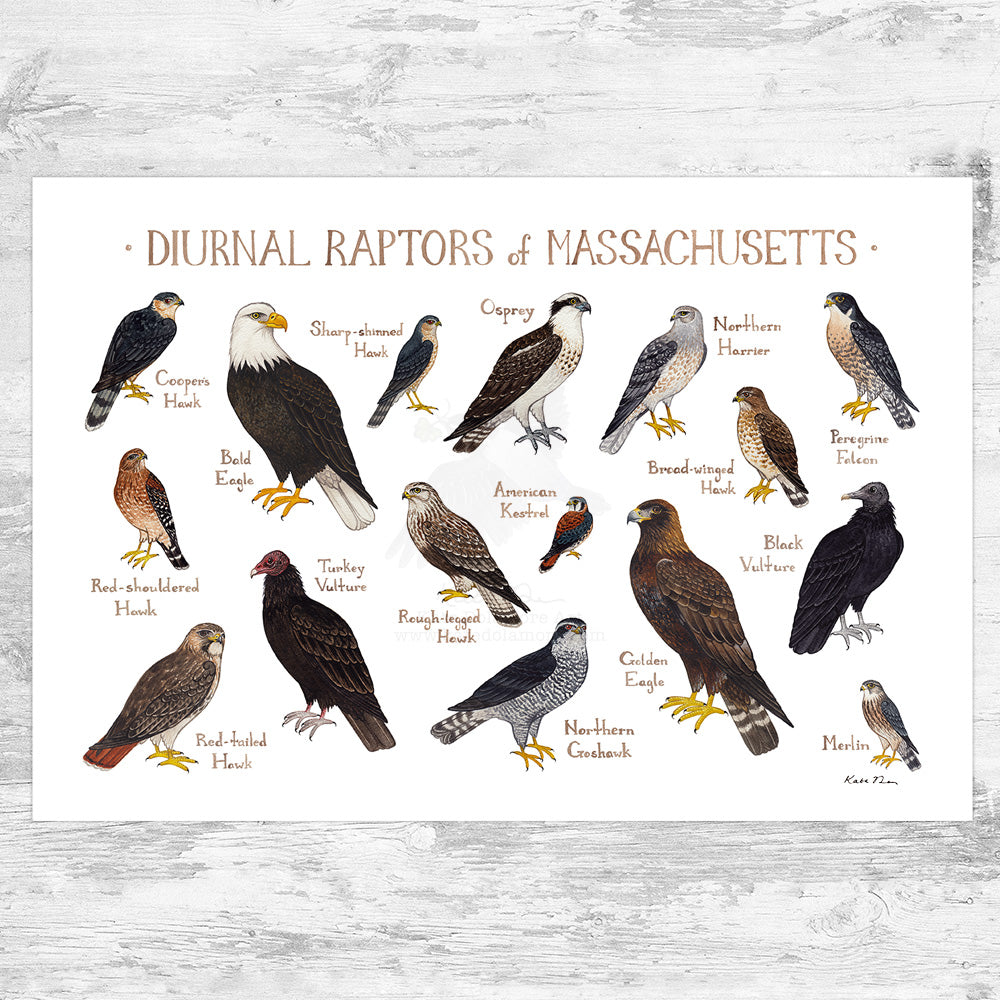 Wholesale Raptors Field Guide Art Print: Massachusetts