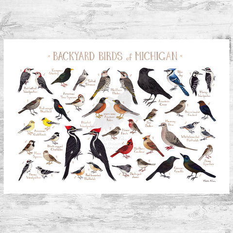 Wholesale Backyard Birds Field Guide Art Print: Michigan