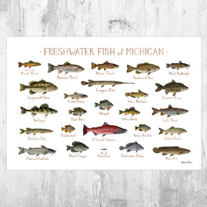 Wholesale Freshwater Fish Field Guide Art Print: Michigan