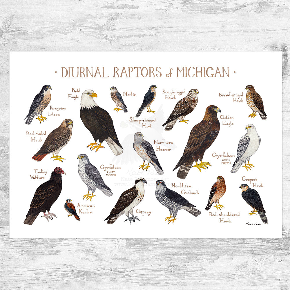Wholesale Raptors Field Guide Art Print: Michigan