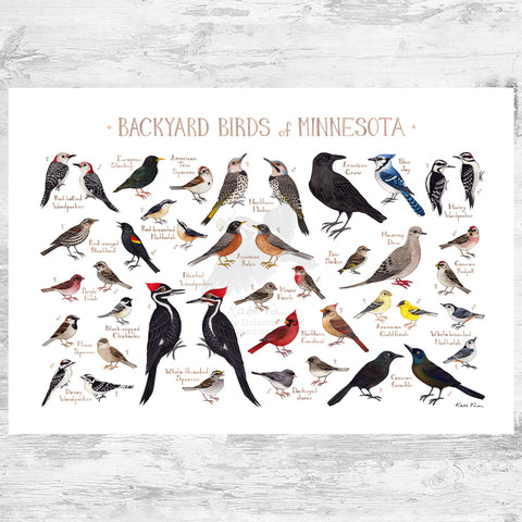 Wholesale Backyard Birds Field Guide Art Print: Minnesota