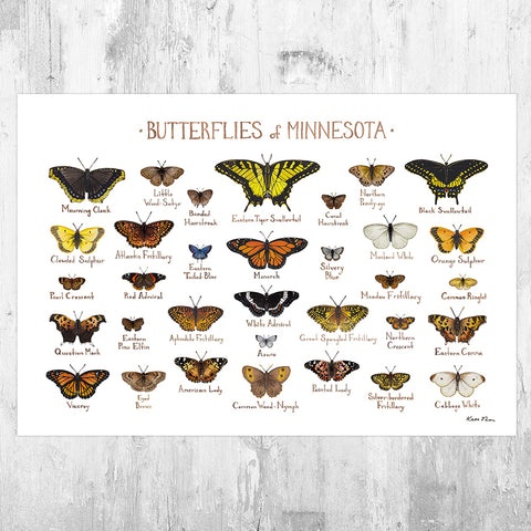 Wholesale Butterflies Field Guide Art Print: Minnesota