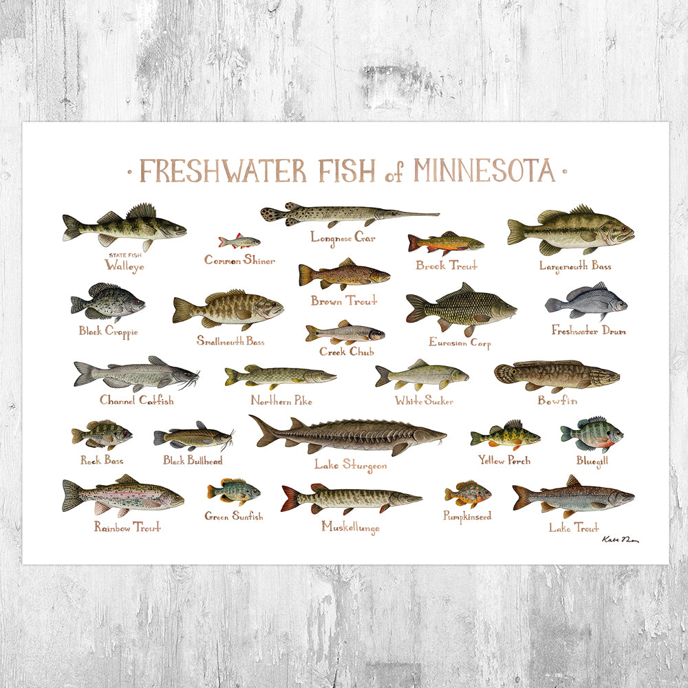 Wholesale Freshwater Fish Field Guide Art Print: Minnesota