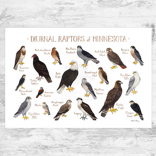 Wholesale Raptors Field Guide Art Print: Minnesota