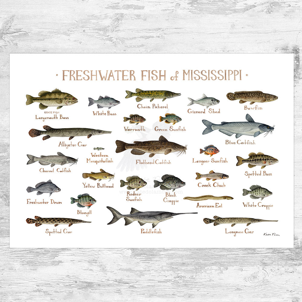 Wholesale Freshwater Fish Field Guide Art Print: Mississippi