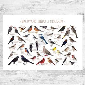 Wholesale Backyard Birds Field Guide Art Print: Missouri