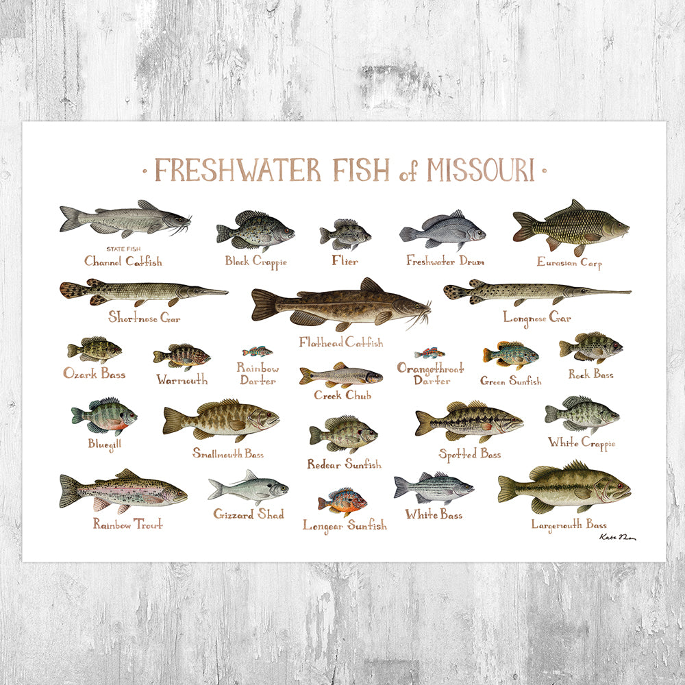 Wholesale Freshwater Fish Field Guide Art Print: Missouri