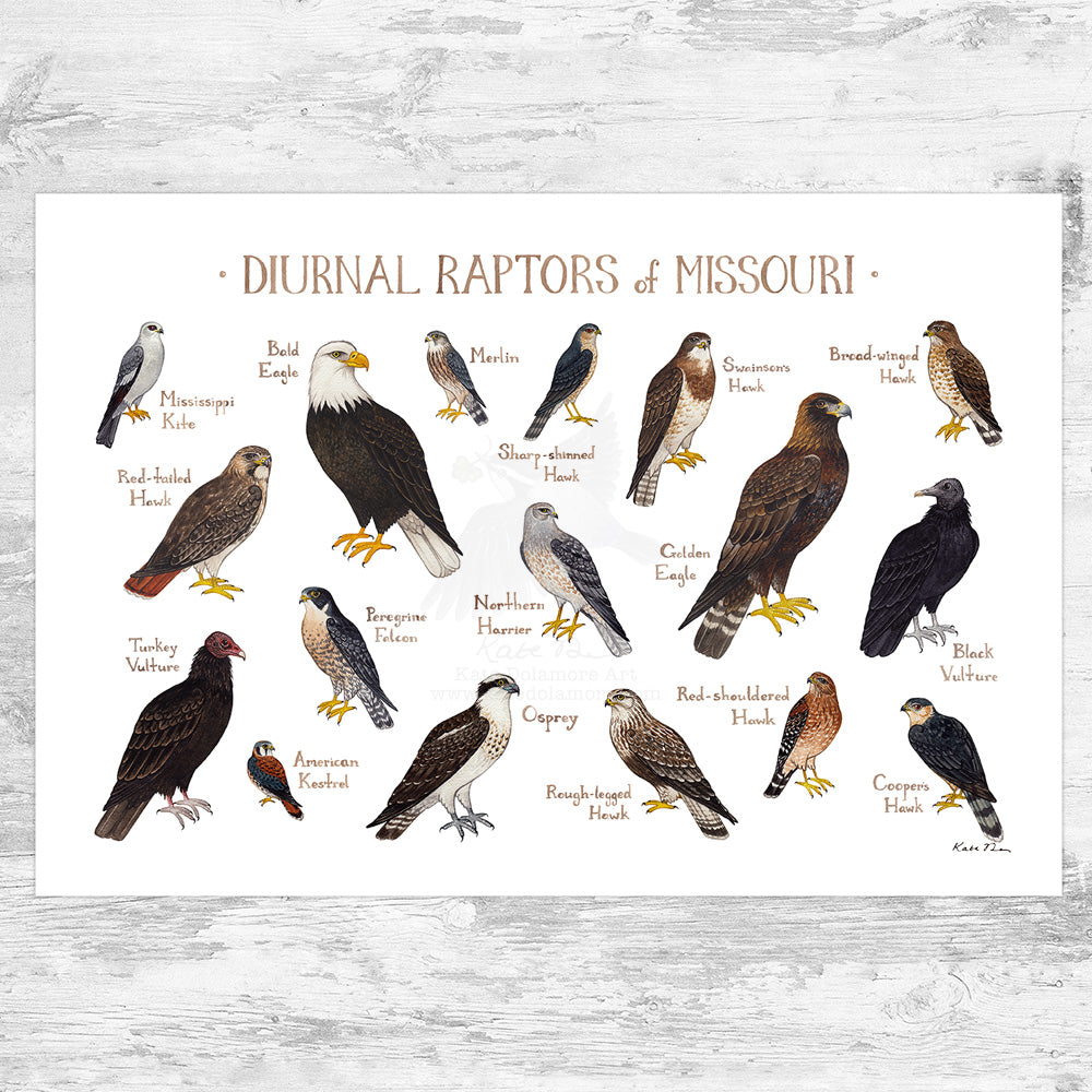 Wholesale Raptors Field Guide Art Print: Missouri