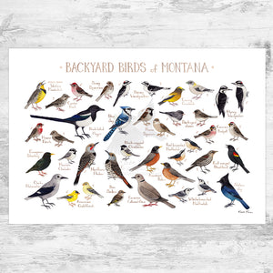 Wholesale Backyard Birds Field Guide Art Print: Montana