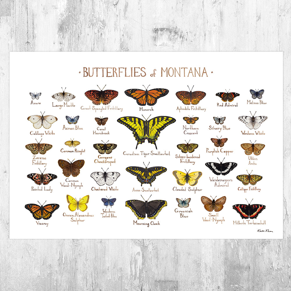 Wholesale Butterflies Field Guide Art Print: Montana