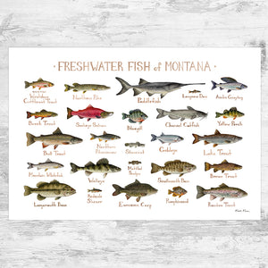 Wholesale Freshwater Fish Field Guide Art Print: Montana