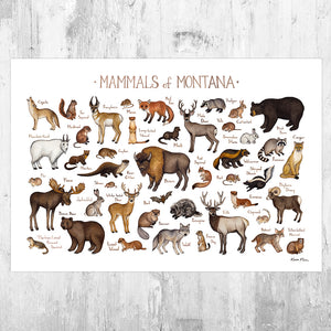Wholesale Mammals Field Guide Art Print: Montana