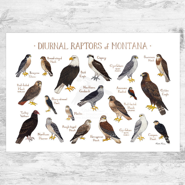 Wholesale Raptors Field Guide Art Print: Montana