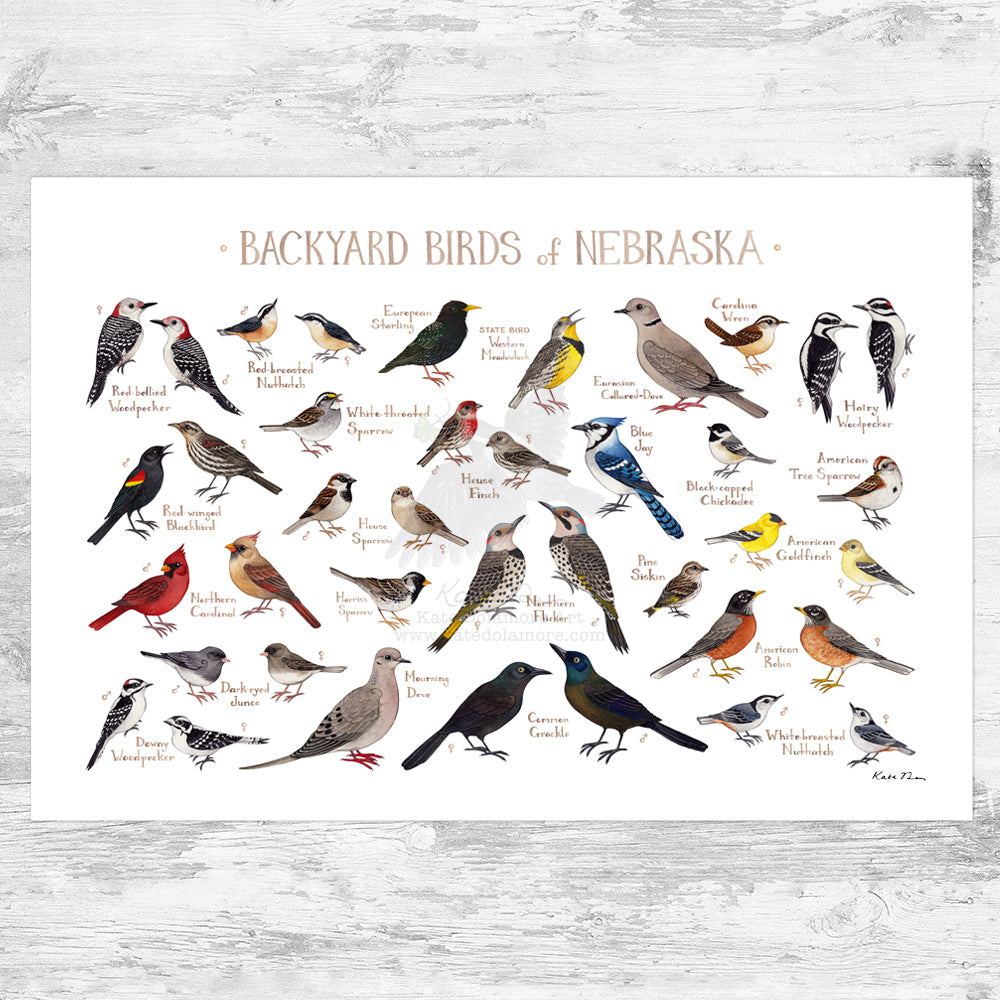 Wholesale Backyard Birds Field Guide Art Print: Nebraska