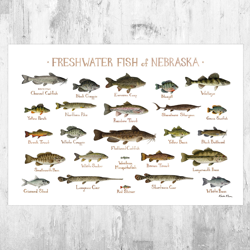 Wholesale Freshwater Fish Field Guide Art Print: Nebraska
