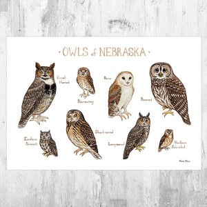 Wholesale Owls Field Guide Art Print: Nebraska