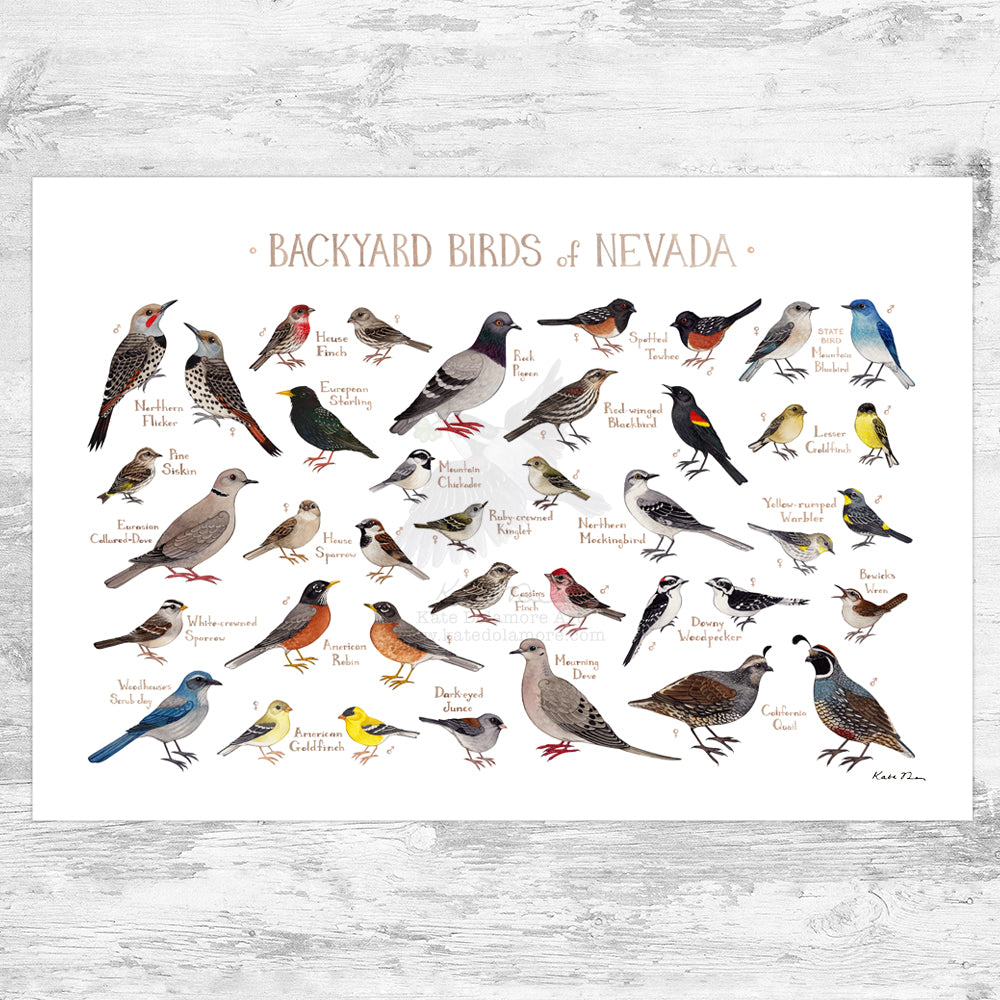 Wholesale Backyard Birds Field Guide Art Print: Nevada