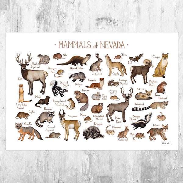 Wholesale Mammals Field Guide Art Print: Nevada