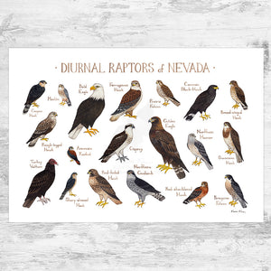 Wholesale Raptors Field Guide Art Print: Nevada
