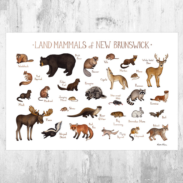 Wholesale Mammals Field Guide Art Print: New Brunswick
