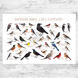 Wholesale Backyard Birds Field Guide Art Print: New Hampshire