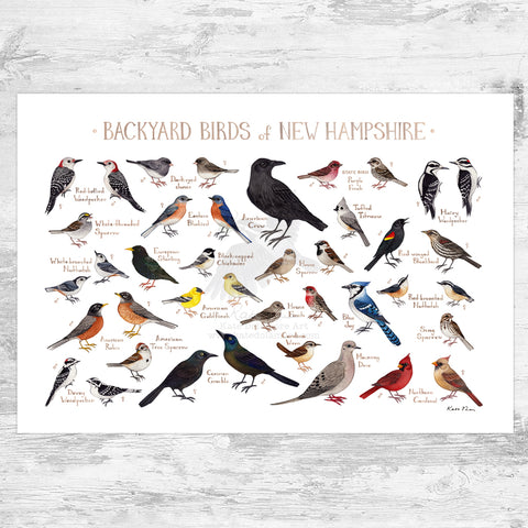 Wholesale Backyard Birds Field Guide Art Print: New Hampshire