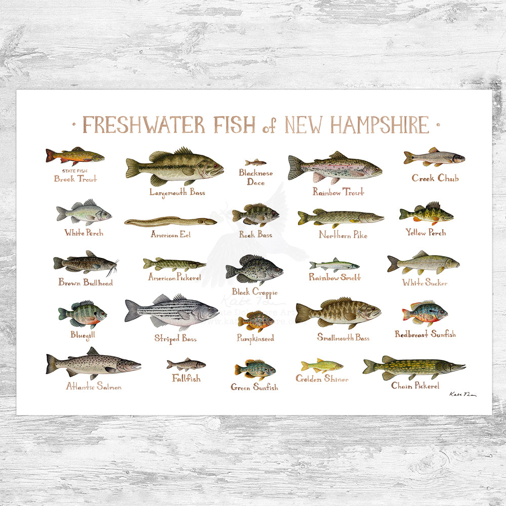 Wholesale Freshwater Fish Field Guide Art Print: New Hampshire