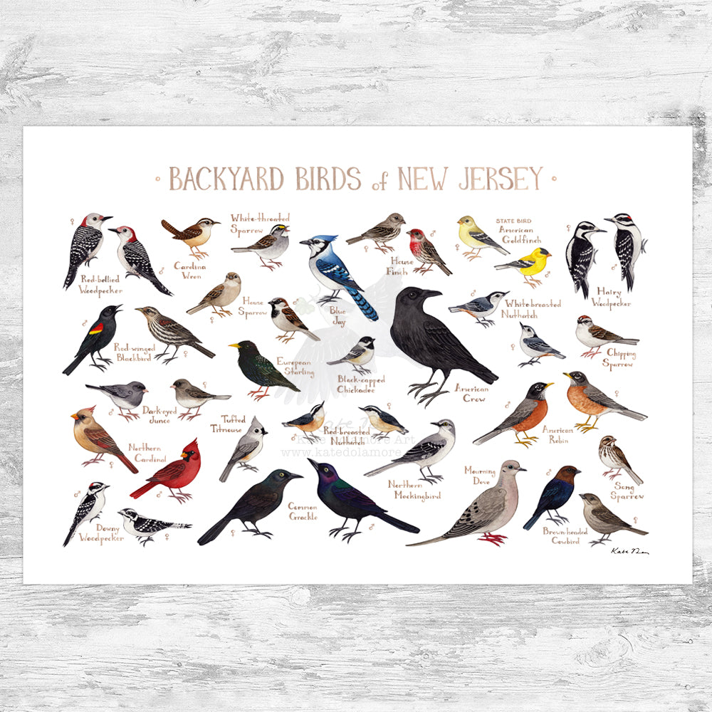 Wholesale Backyard Birds Field Guide Art Print: New Jersey