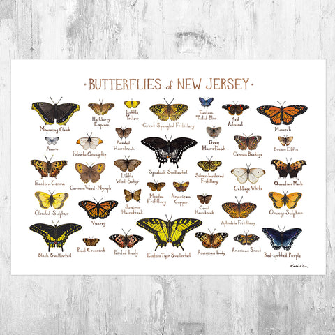 Wholesale Butterflies Field Guide Art Print: New Jersey