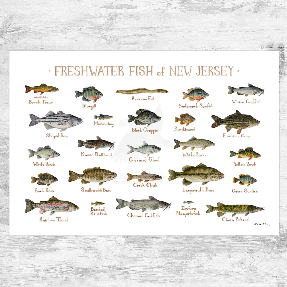 Wholesale Freshwater Fish Field Guide Art Print: New Jersey