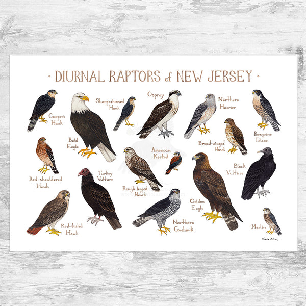 Wholesale Raptors Field Guide Art Print: New Jersey