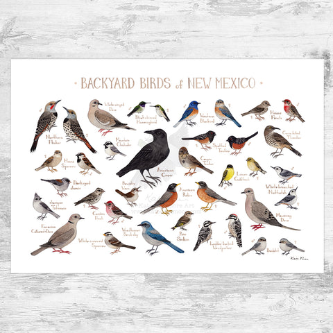 Wholesale Backyard Birds Field Guide Art Print: New Mexico