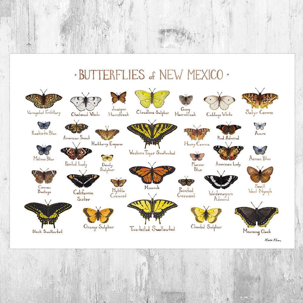 Wholesale Butterflies Field Guide Art Print: New Mexico