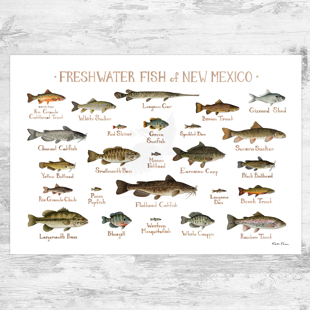 Freshwater Fish of New Jersey