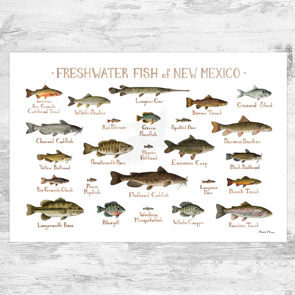Wholesale Freshwater Fish Field Guide Art Print: New Mexico