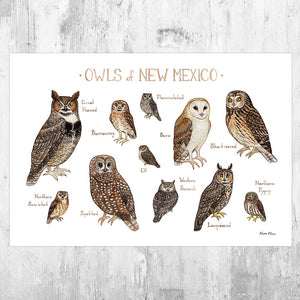 Wholesale Owls Field Guide Art Print: New Mexico