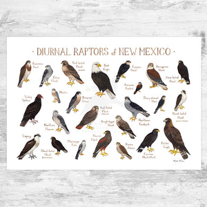 Wholesale Raptors Field Guide Art Print: New Mexico