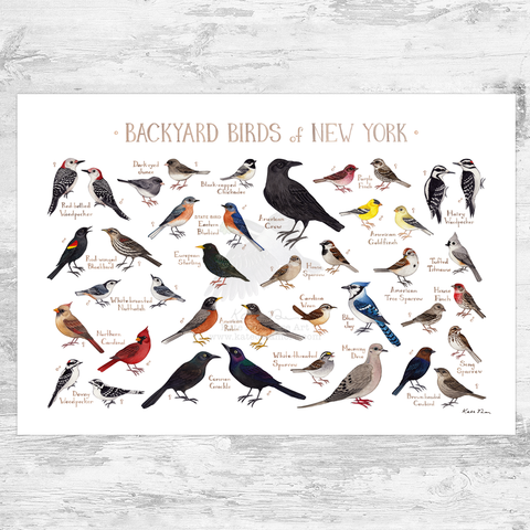 Wholesale Backyard Birds Field Guide Art Print: New York