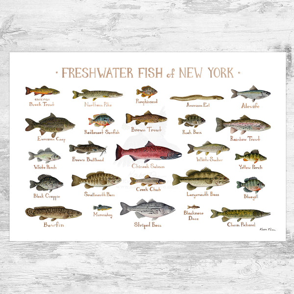Wholesale Freshwater Fish Field Guide Art Print: New York