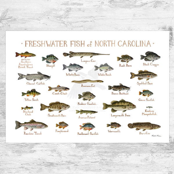 Wholesale Freshwater Fish Field Guide Art Print: North Carolina