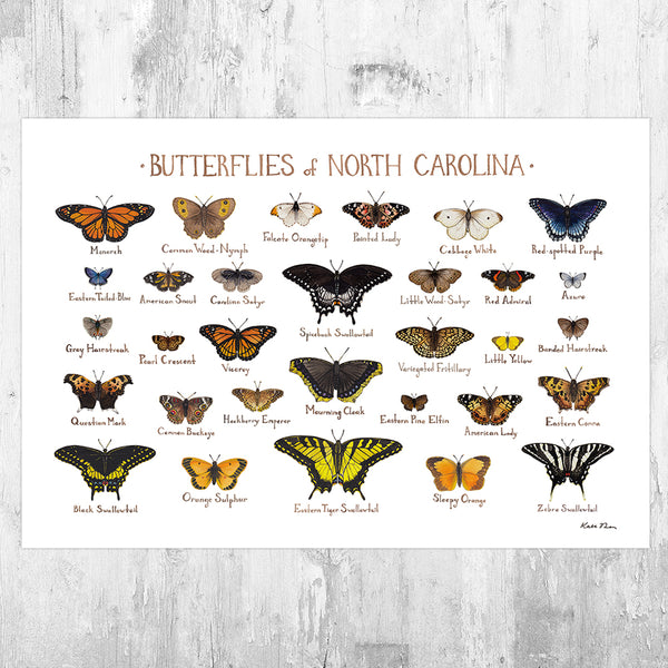 Wholesale Butterflies Field Guide Art Print: North Carolina
