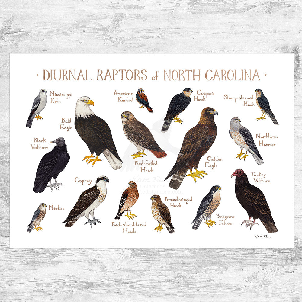 Wholesale Raptors Field Guide Art Print: North Carolina