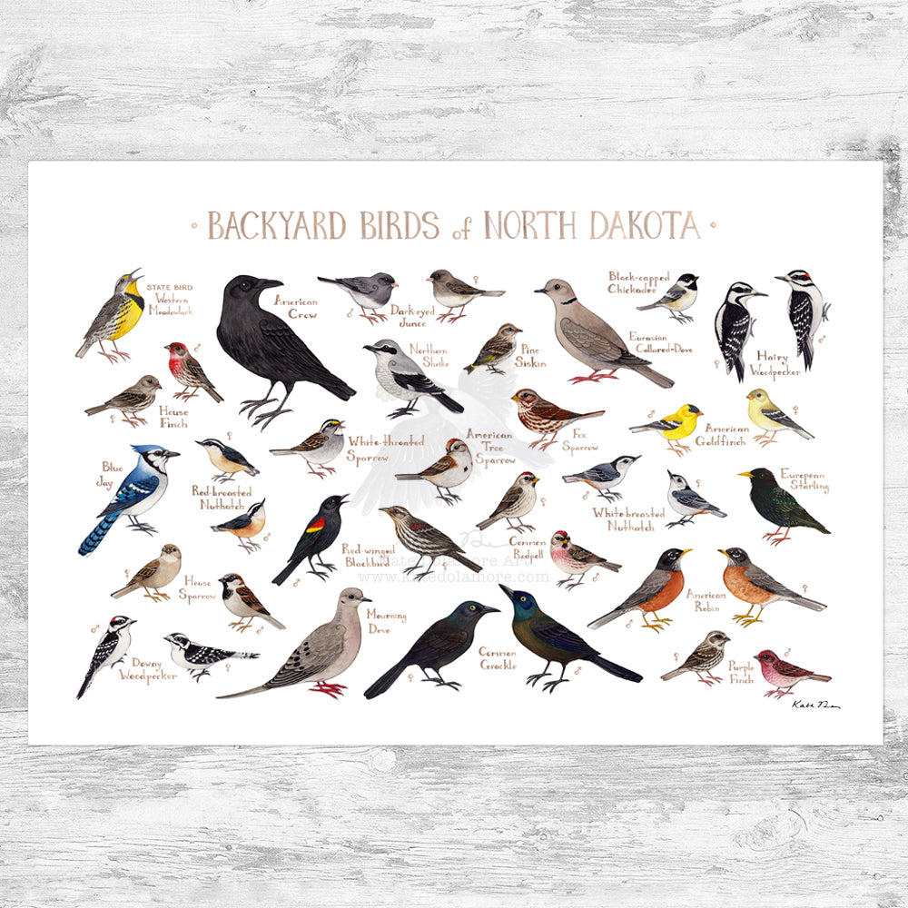 Wholesale Backyard Birds Field Guide Art Print: North Dakota